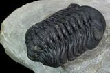 Austerops Trilobite - Nice Eye Facets #127180-5
